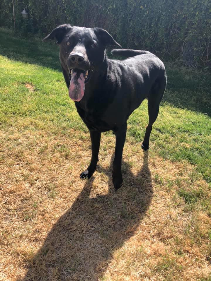 Readers pet photos